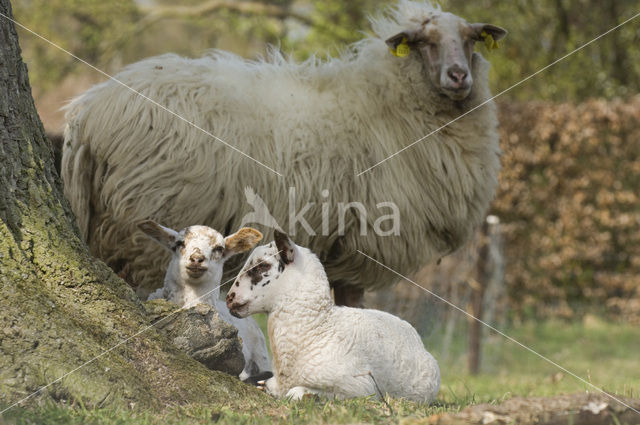 sheep (Ovis domesticus)