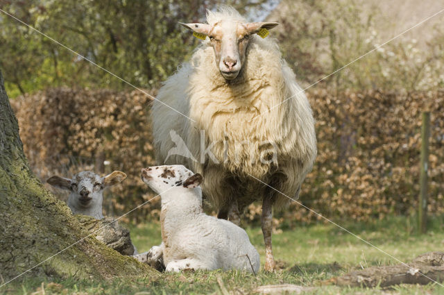 Schoonebeeker schaap (Ovis domesticus)