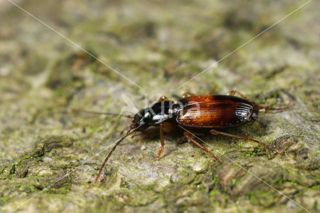 Schoudervlekstompkaak (Badister sodalis)
