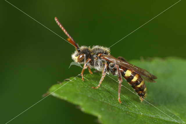 Wasp-bee (Nomada panzeri)