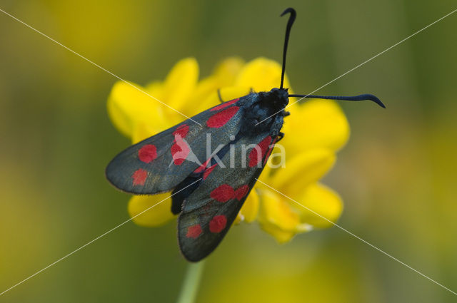 Six-spot Burnet (Zygaena filipendulae)