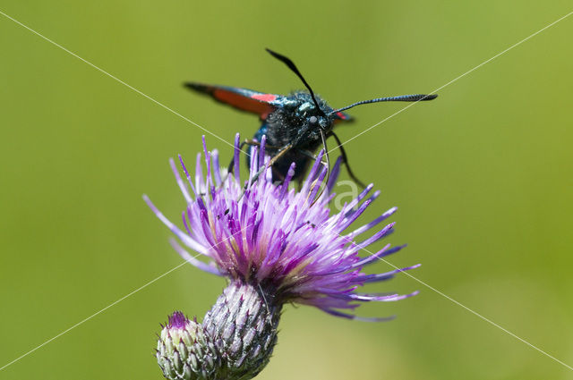 Auspicious Burnet Moth (Zygaena fausta)