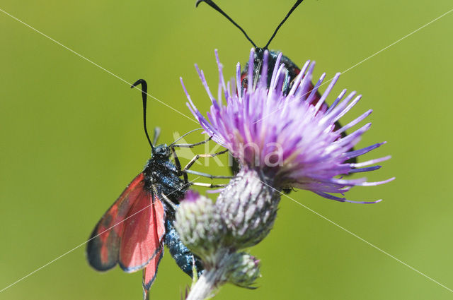 Auspicious Burnet Moth (Zygaena fausta)