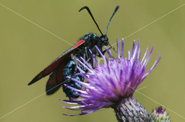 Auspicious Burnet Moth (Zygaena fausta)