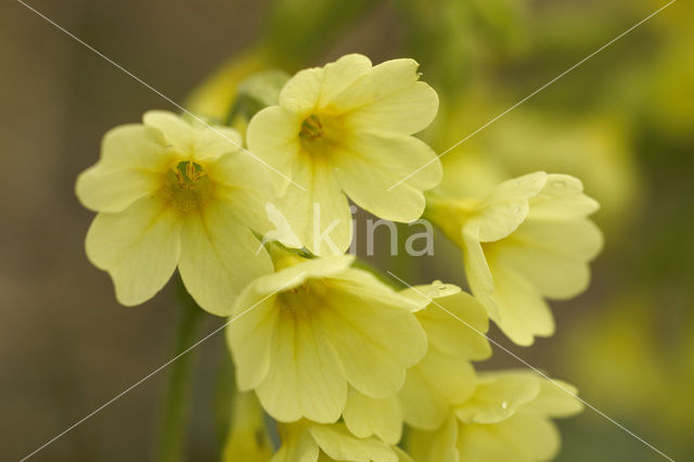 Slanke sleutelbloem (Primula elatior)