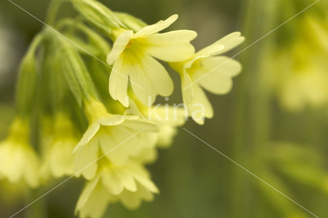 Slanke sleutelbloem (Primula elatior)