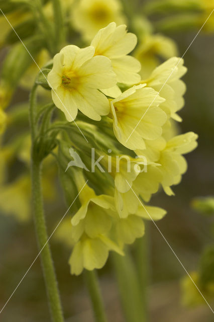 Oxlip (Primula elatior)