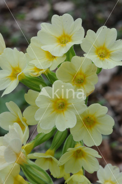 Slanke sleutelbloem (Primula elatior)