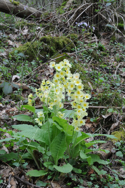 Slanke sleutelbloem (Primula elatior)