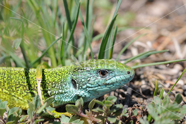 Smaragdhagedis (Lacerta viridis)