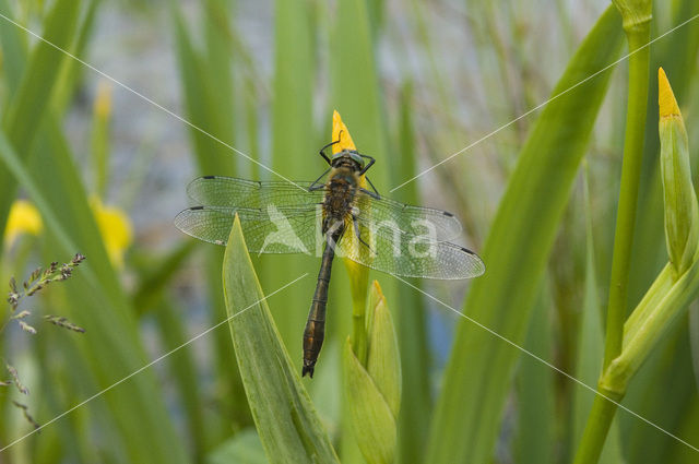 Downy Emerald (Cordulia aenea)