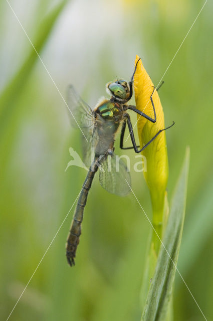 Downy Emerald (Cordulia aenea)