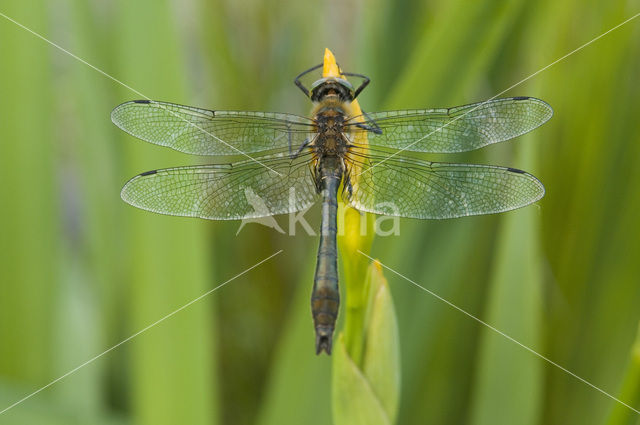 Downy Emerald (Cordulia aenea)