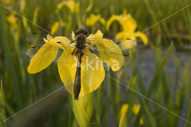 Smaragdlibel (Cordulia aenea)