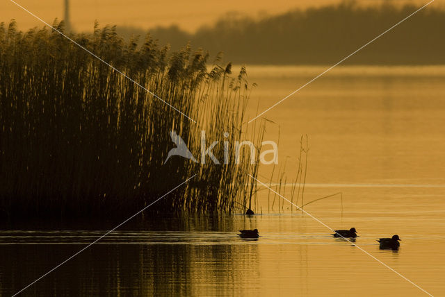 Wigeon (Anas penelope)