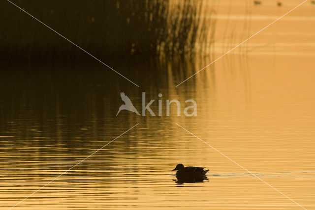 Wigeon (Anas penelope)