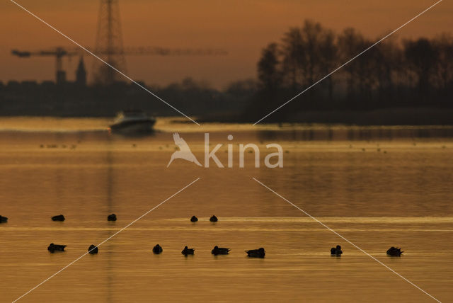 Wigeon (Anas penelope)