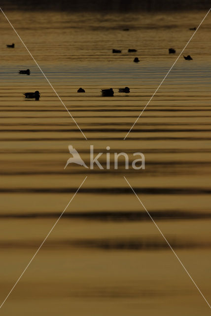 Wigeon (Anas penelope)