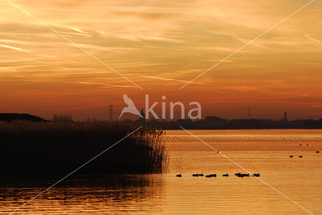 Wigeon (Anas penelope)