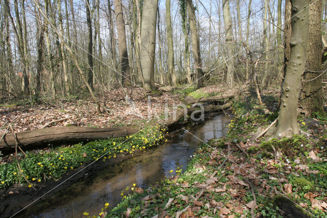 Speenkruid (Ranunculus ficaria)