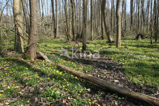 Lesser Celandine (Ranunculus ficaria)