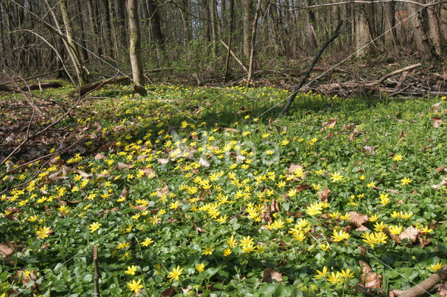 Speenkruid (Ranunculus ficaria)