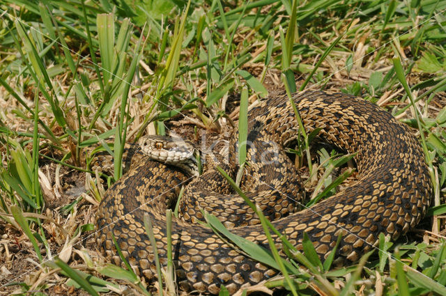 Spitssnuit adder (Vipera ursinii)