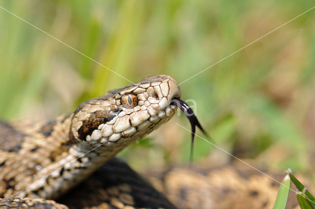 Meadow Viper