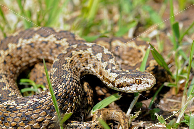 Spitssnuit adder (Vipera ursinii)