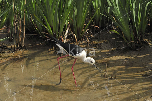 Black-winged Stilt (Himantopus himantopus)