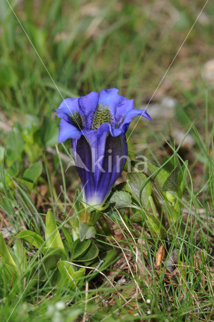 Stengelloze gentiaan (Gentiana acaulis)