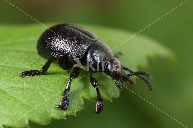 Timarcha goettingensis