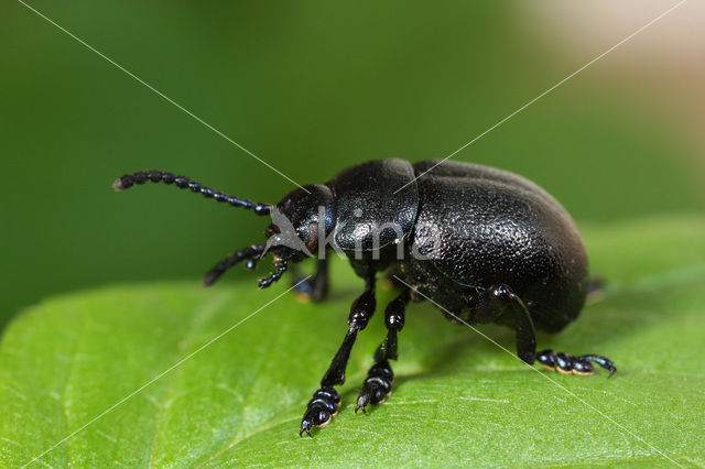 Timarcha goettingensis