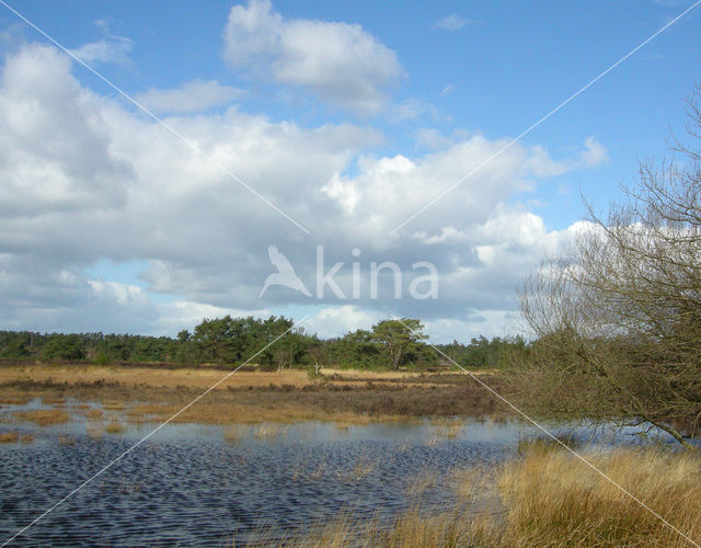 Tongerense Heide