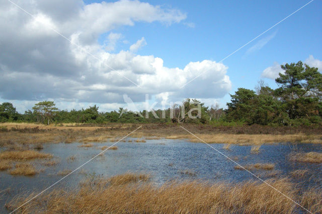 Tongerense Heide