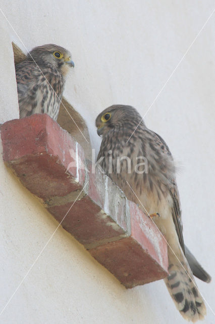 Common Kestrel (Falco tinnunculus)