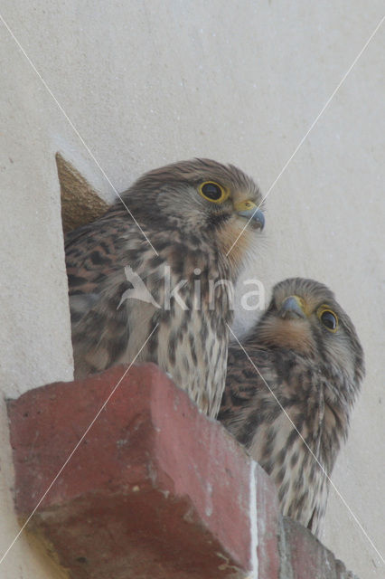 Common Kestrel (Falco tinnunculus)