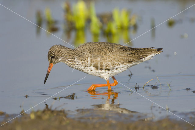 Common Redshank (Tringa totanus)