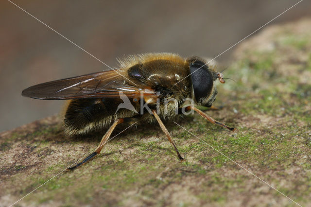 Tweekleurig gitje (Cheilosia albipila)