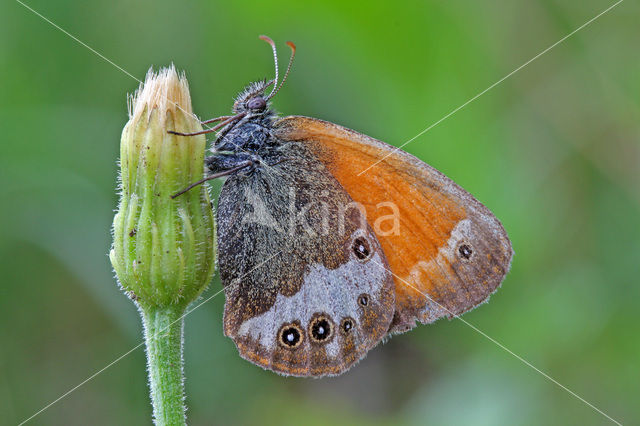 Tweekleurig hooibeestje (Coenonympha arcania)