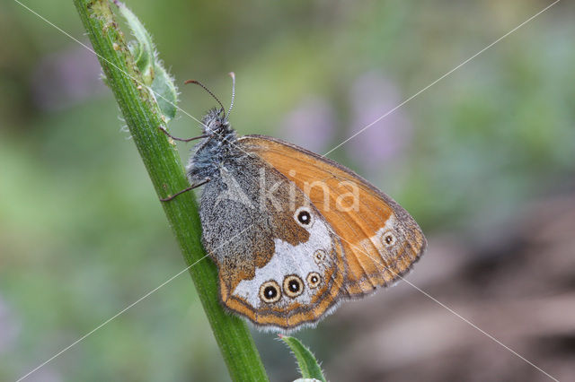 Tweekleurig hooibeestje (Coenonympha arcania)