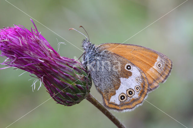 Pearly Heath (Coenonympha arcania)