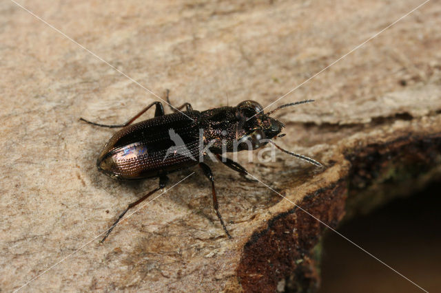 Tweevlekspiegeltje (Notiophilus biguttatus)