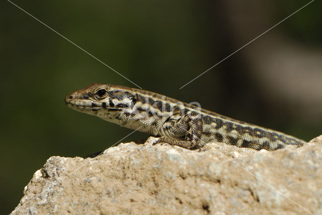 Tyrrhenian Wall Lizard (Podarcis tiliguertus)