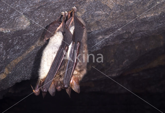 Mouse-eared Bat (Myotis myotis)