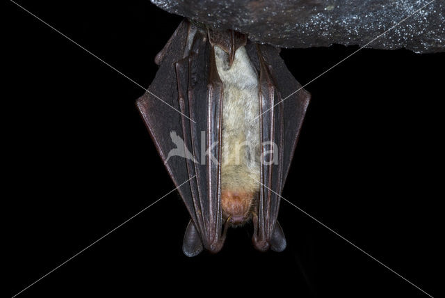 Mouse-eared Bat (Myotis myotis)