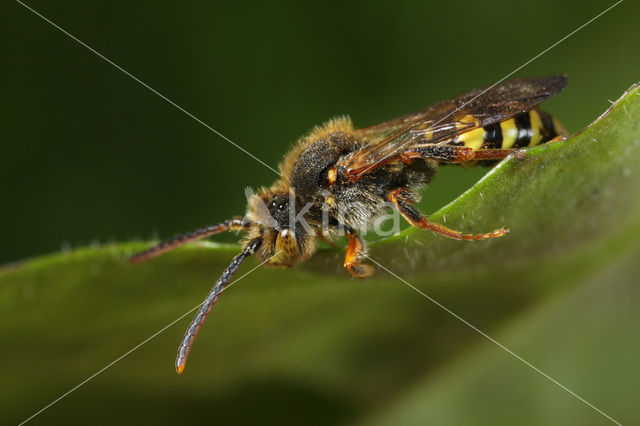 Variabele wespbij (Nomada zonata)