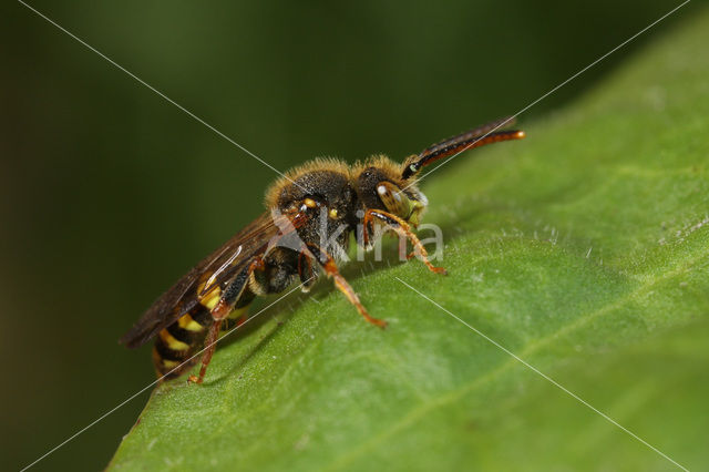 Variabele wespbij (Nomada zonata)