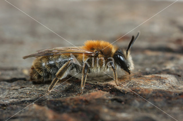 mining bee (Andrena varians)