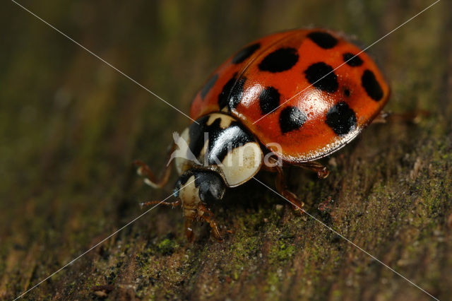 Multicoloured Asian Ladybird (Harmonia axyridis)